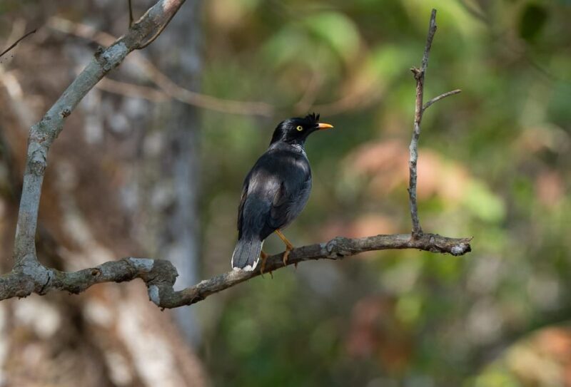 Chitwan Safari 3 Nights 4 Days Tour - Visitor Experiences and Feedback