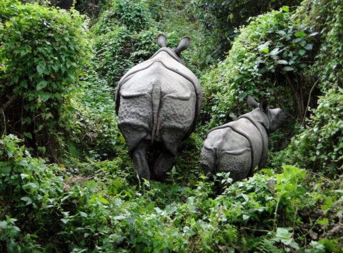 Chitwan Safari 3 Nights 4 Days Tour - Ecological Composition of the Park