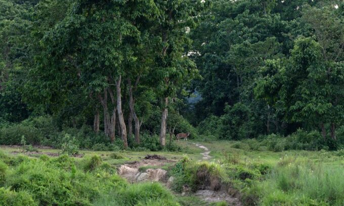 Chitwan Safari 3 Nights 4 Days Tour - Convenient Travel Arrangements