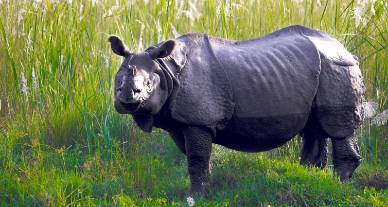 Chitwan Tour-Rhino Safari in Nepal - Highlights