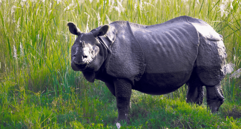 Chitwan Tour-Rhino Safari in Nepal - Inclusions