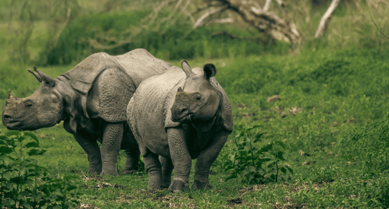Chitwan Tour-Rhino Safari in Nepal - Customer Reviews