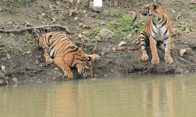 Chitwan Tour-Rhino Safari in Nepal - Availability and Pricing