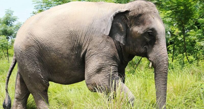 Chitwan Tower Night Stay, the Best Chitwan Safari Experience - Immersive Overnight Stay in Chitwan Tower