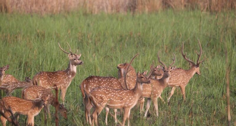 Chitwan Tower Night Stay, the Best Chitwan Safari Experience - Accommodations Amidst Natural Surroundings