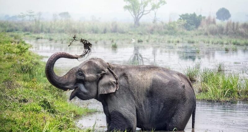 Chitwan Wildlife Adventure:Discover Nepals Jungle Treasures - Itinerary Highlights