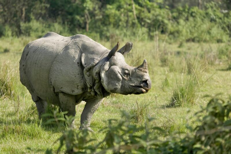 Chitwan Wildlife Adventure:Discover Nepals Jungle Treasures - Early Jungle Exploration