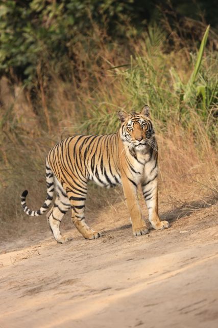 Chitwan:2 Night 3 Days Jungle Safari Adventure Tour - Itinerary