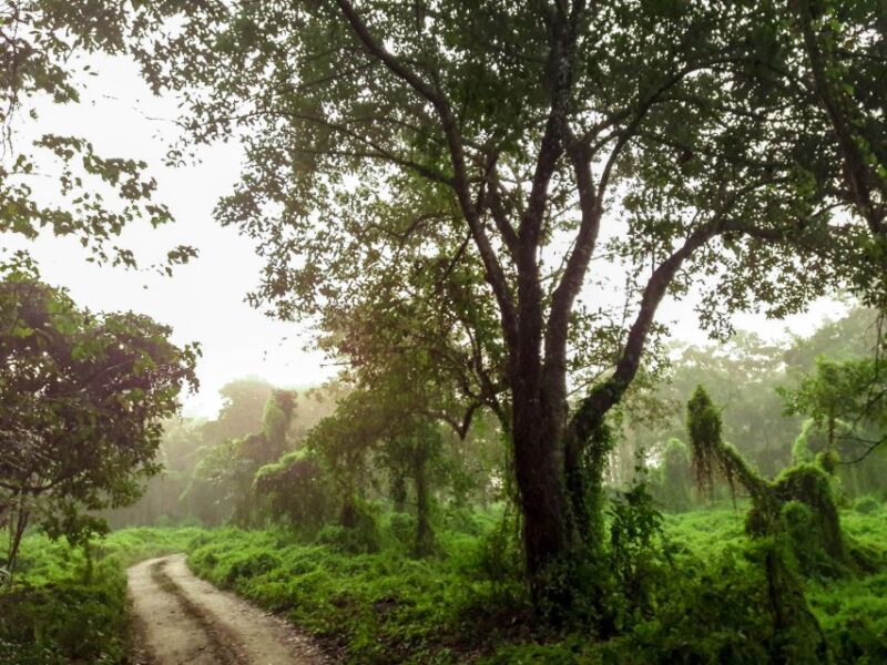 Chitwan:2 Night 3 Days Jungle Safari Adventure Tour - Day 1: Arrival in Chitwan
