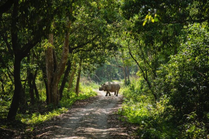 Chitwan:2 Night 3 Days Jungle Safari Adventure Tour - Participant Restrictions