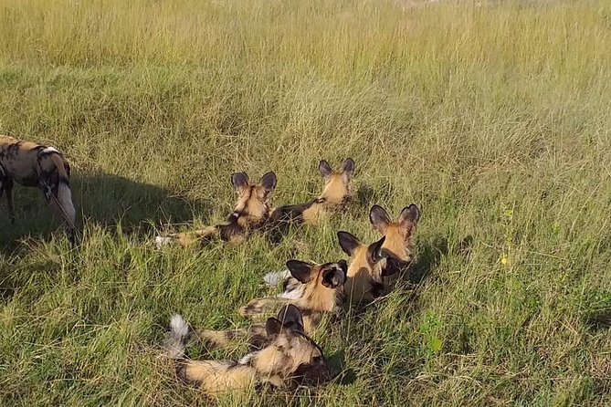 Chobe 3hr Game Drive - Naturalist Guide Insights