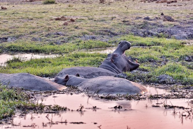 Chobe 3hr Sunset Boat Cruise - Traveler Feedback and Reviews