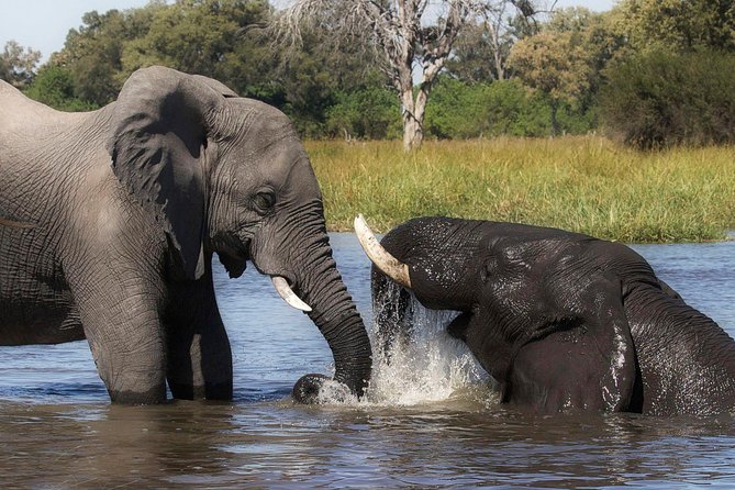 Chobe and Victoria Falls Safari 3 Days - Itinerary Day 2