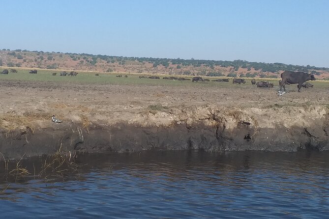 Chobe Botswana Full-Day Trip - What to Expect