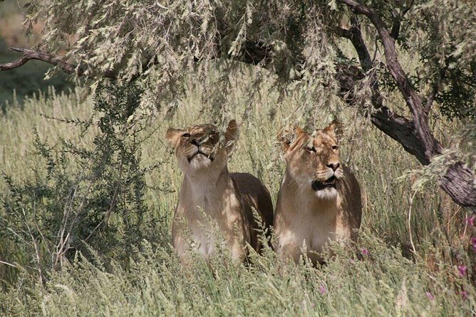 Chobe Day Trip -Botswana - Trip Overview and Details