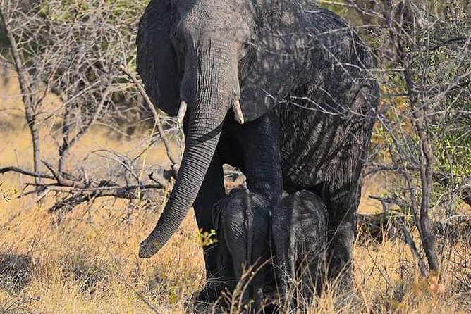 Chobe Day Trip - Pickup Logistics