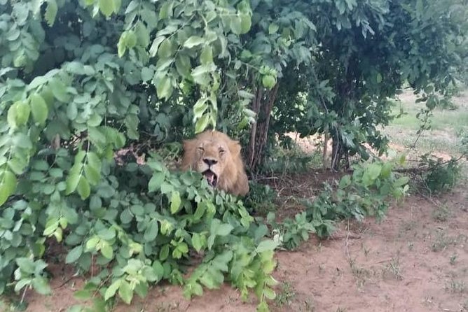 Chobe Day Trip - Accessibility Considerations
