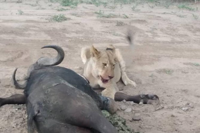 Chobe Day Trip - Booking Process
