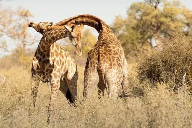 Chobe Day Trip - Highlights of the Trip