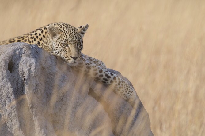Chobe Extended Day Trip From Victoria Falls - Small Group - Key Points