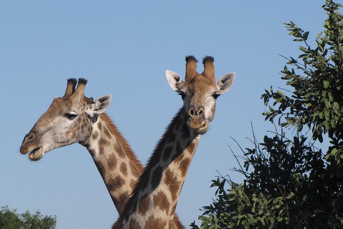 Chobe Extended Day Trip From Victoria Falls - Small Group - Chobe National Park
