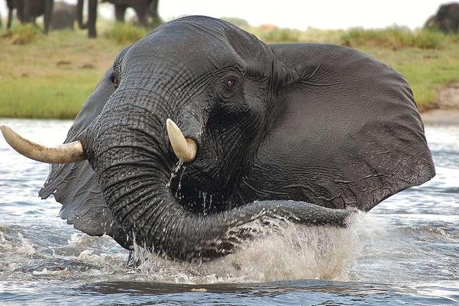 Chobe Extended Day Trip From Victoria Falls - Zimbabwe - Excluded Expenses and Fees