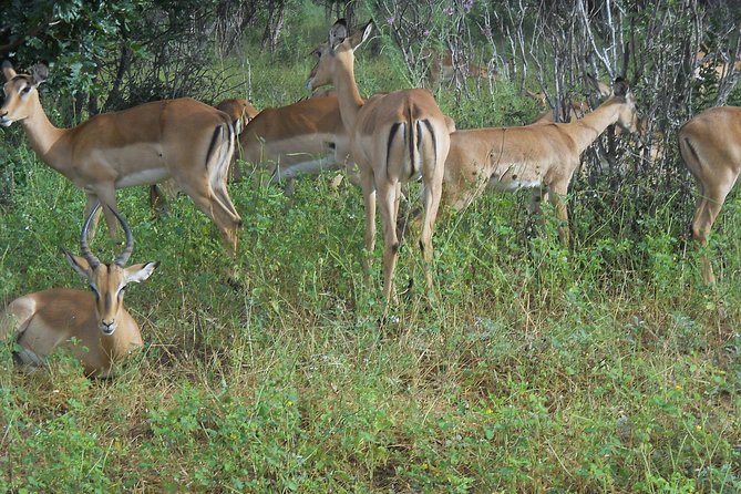 Chobe Full Day Safari Trip - Pickup and Transportation