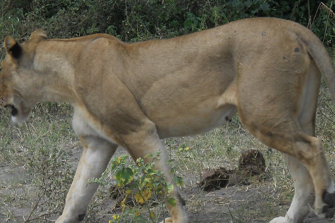 Chobe Full Day Safari Trip - Requirements and Accessibility