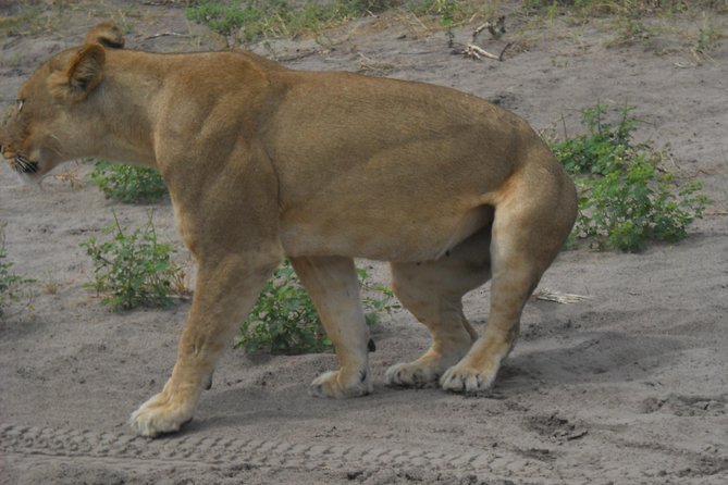 Chobe Full Day Safari Trip - Destination and Duration
