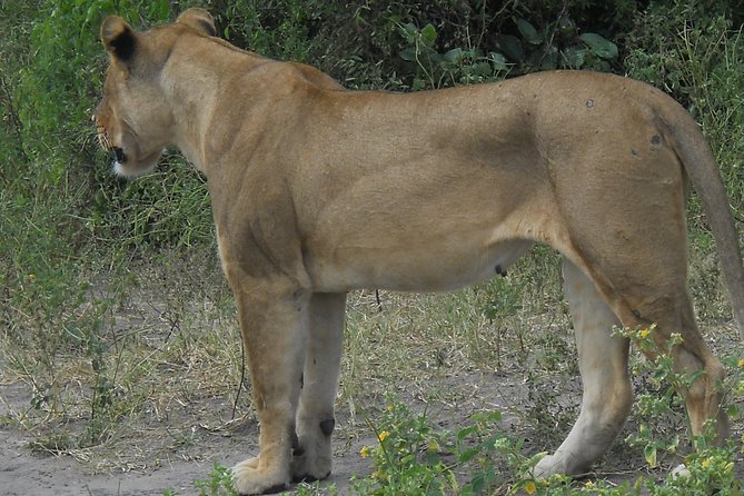 Chobe Full Day Safari Trip - Reviews and Recognition