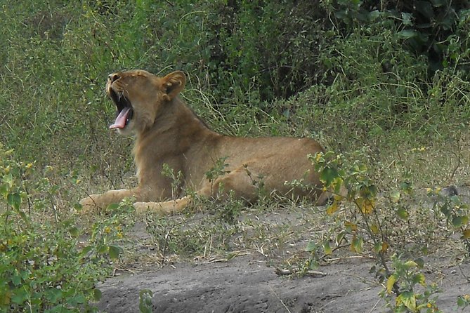 Chobe Full Day Safari Trip - Booking and Contact