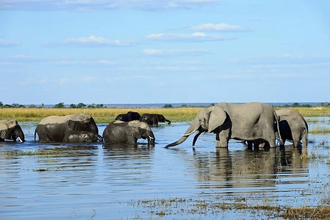 Chobe Full Day Trip - Activities in Chobe National Park