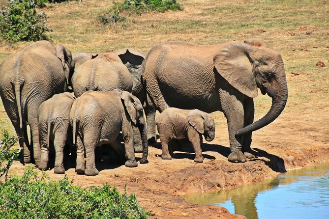 Chobe Full Day Trip - Group Size and Cancellation Policy