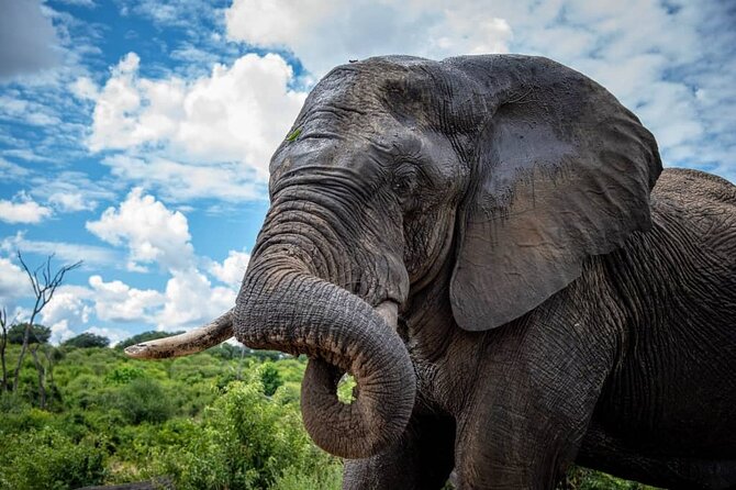 Chobe Full Day Trip - Key Points