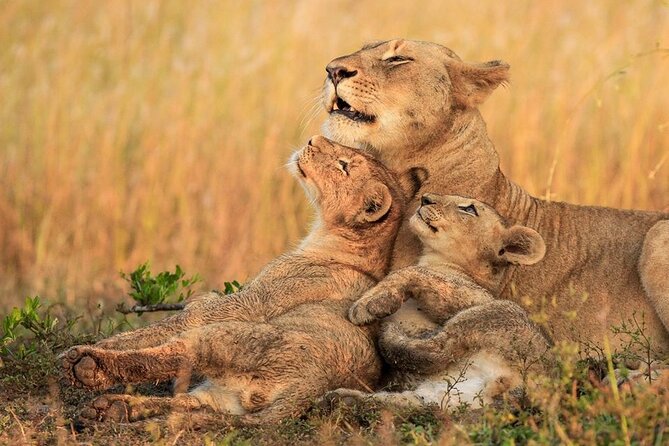 Chobe Full Day Trip - Inclusions and Exclusions