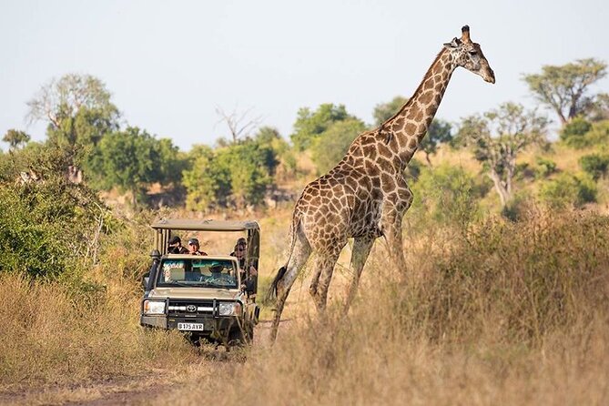 Chobe Full Day Trip - Highlights of the Trip