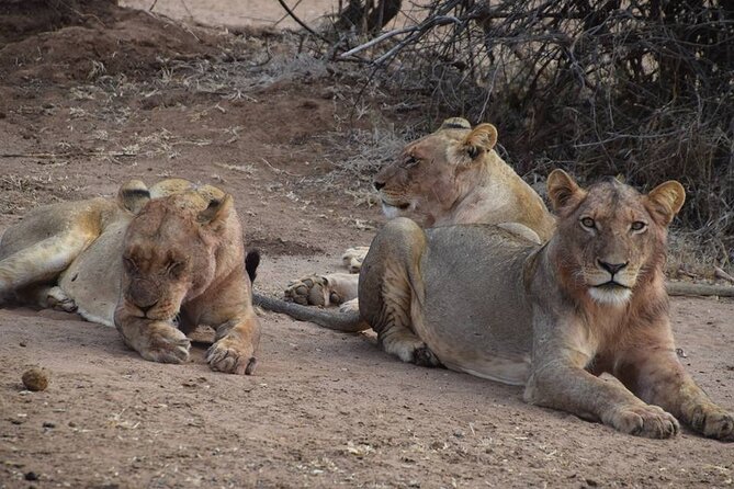 Chobe Full Day Trip - What to Expect