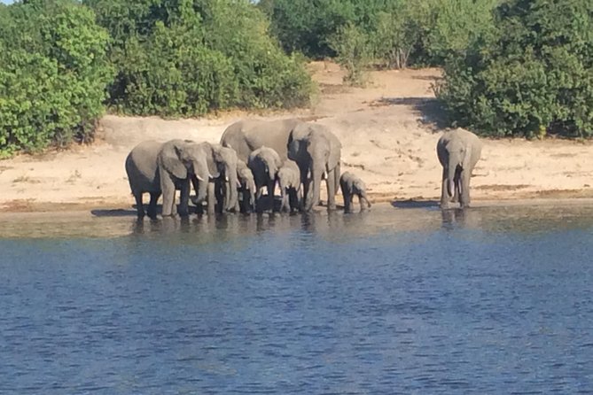 Chobe Full Day Trip - Wildlife Sightings
