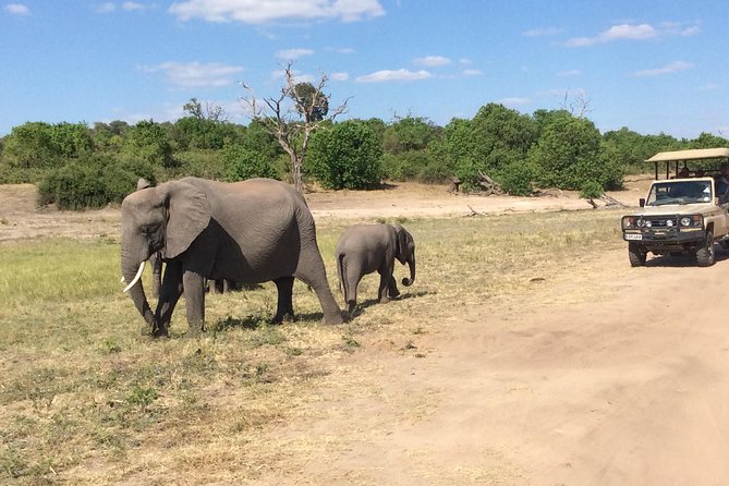 Chobe Full Day Trip - Improvements and Commitments