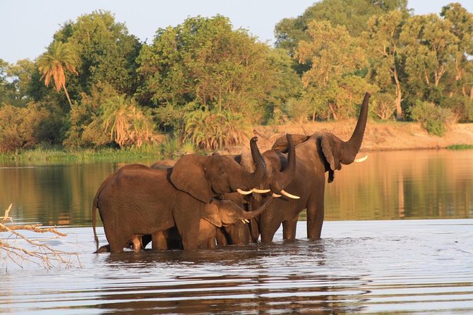 Chobe Full Day Trip - Pickup and Departure
