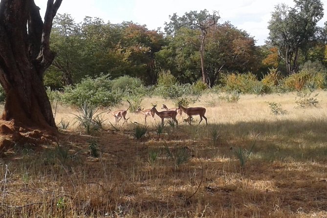 Chobe Full Day Trip - Highlights of the Trip