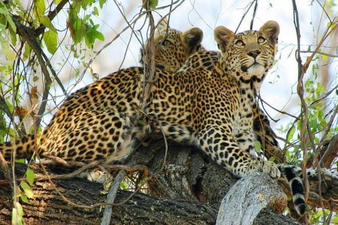 Chobe Full Day Trip From Victoria Falls - About Chobe National Park