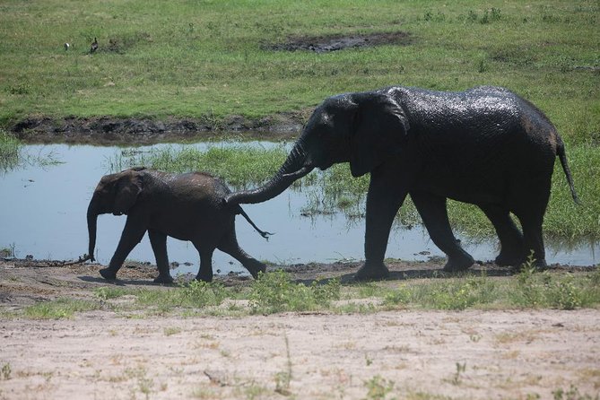 Chobe Half Day Trip - Key Points