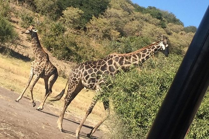 Chobe Half Day Trip - Schedule and Availability