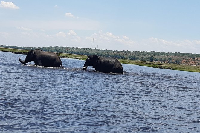 Chobe Half Day Trip - Accessibility and Participation