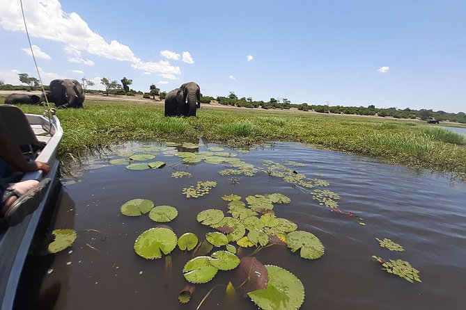 Chobe Half Day Trip - Exploring Chobes Wildlife