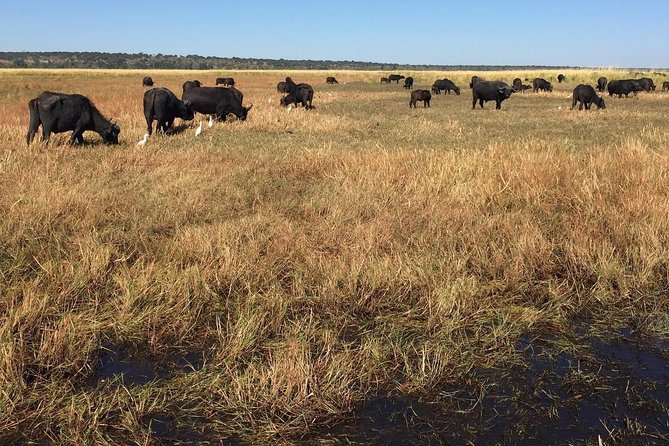 Chobe Half Day Trip - Highlights of the Tour