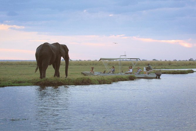 Chobe Half Day Trip - Local Guides and Expertise