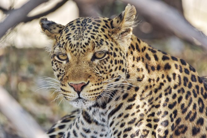 Chobe National Park 1 Night Camping-Botswana - Significance of Protected Spaces