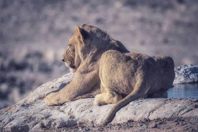 Chobe National Park 1 Night Camping-Botswana - Delectable Meals and Camping Amenities